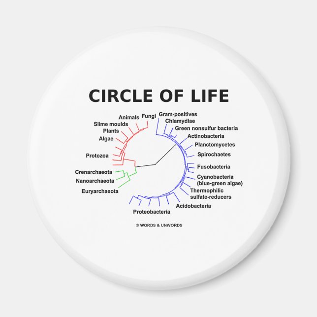 Livscykel (cirkulär Phylogene Träd) Magnet (Framsidan)