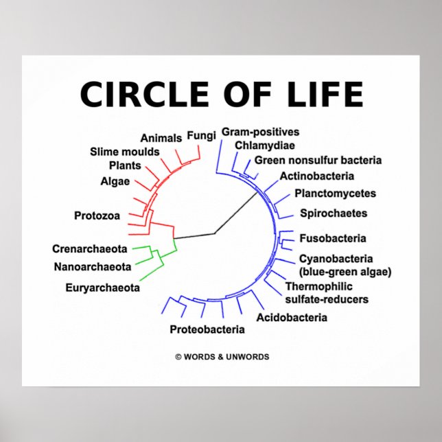 Livscykel (cirkulär Phylogene Träd) Poster (Framsidan)