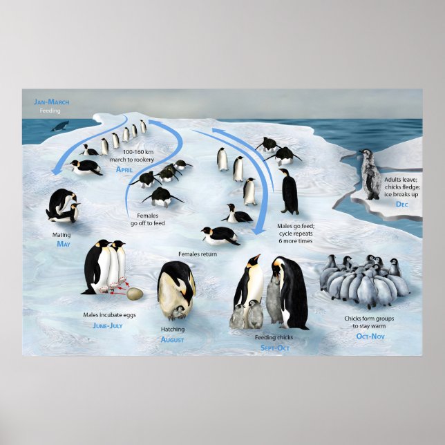 Livscykel för Emperor Penguin Poster (Framsidan)