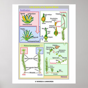 Livscykel för en typisk mäsk (Bryophyte) Poster
