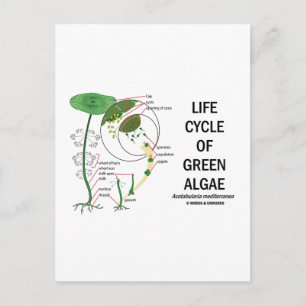 Livscykel för Grönt Algae Vykort