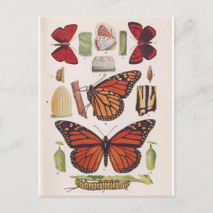 Livscykel för Monarch Butterfly Vykort