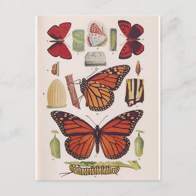 Livscykel för Monarch Butterfly Vykort (Framsida)