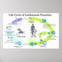 Livscykel för Parasiter från Genus Leishmaniasis