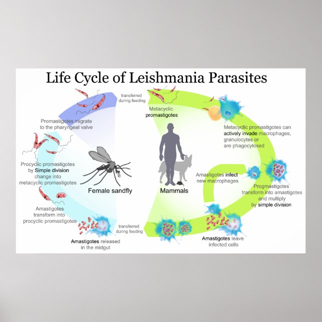 Livscykel för Parasiter från Genus Leishmaniasis Poster (Framsidan)
