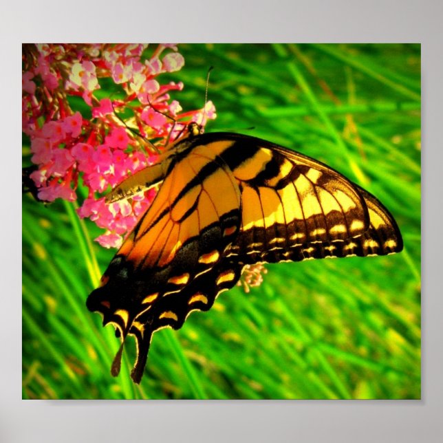 Livscykel Poster (Framsidan)