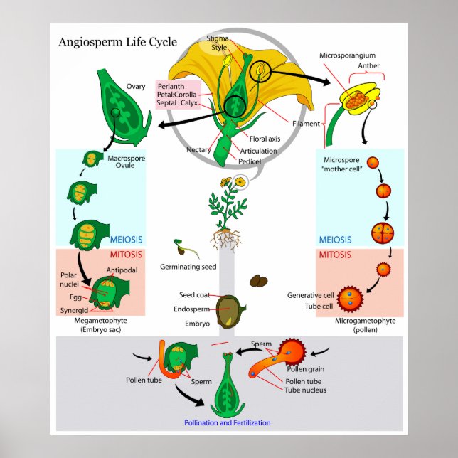 Livscykeln för ett Blommigt Plant Angiosperm Chart Poster (Framsidan)