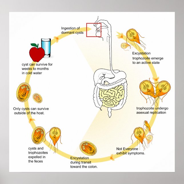 Livscykeln för Parasite Giardia Lamblia Diagram Poster (Framsidan)