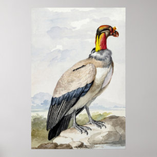 Livslevande Exotisk Kung Gamvulture Väggdekor Poster