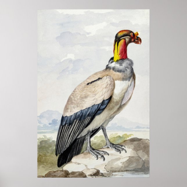 Livslevande Exotisk Kung Gamvulture Väggdekor Poster (Framsidan)
