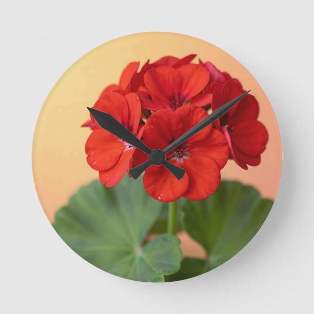 Livslevande röd geranium blomning rund klocka (Framsida)