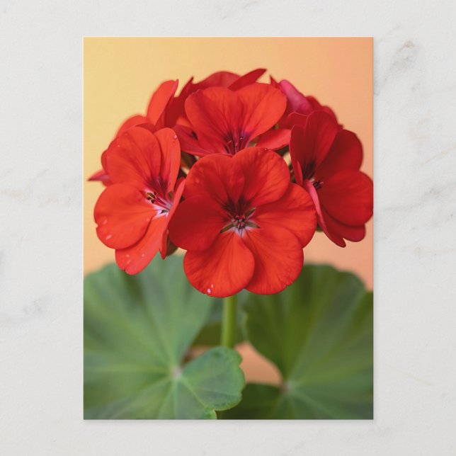 Livslevande röd geranium blomning vykort (Framsida)