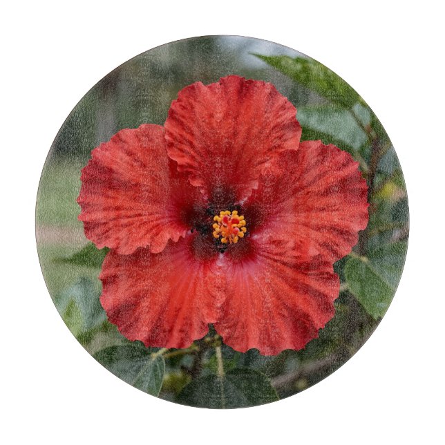 Livslevande röd hibiskus tropisk blomning (Framsidan)