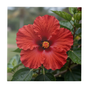 Livslevande röd hibiskus tropisk blomning kakelplatta