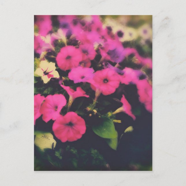 Livsmedel Store Flowers Vykort (Framsida)