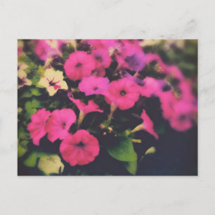 Livsmedel Store Petunia Flowers Vykort