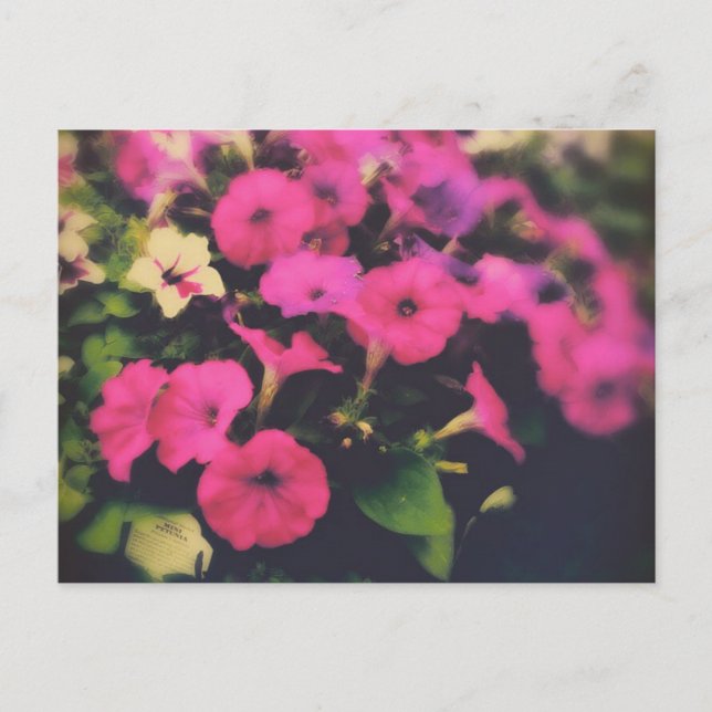 Livsmedel Store Petunia Flowers Vykort (Framsida)
