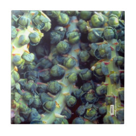 Livsmedelsbricka Kakelplatta