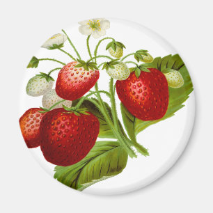 Livsmedelsfrukt löv leafy löv magnet