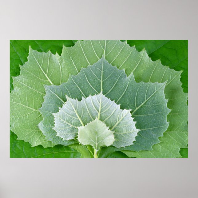 LIVSSTADIER POSTER (Framsidan)