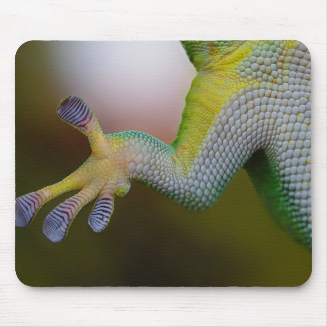 Lizard Arm Musmatta (Framsidan)