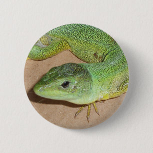 Lizard Button Knapp