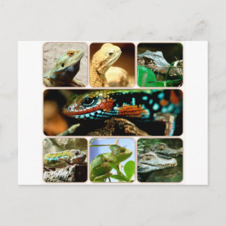 Lizard Collage Vykort