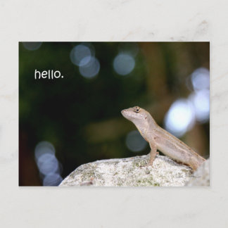 Lizard hej vykort