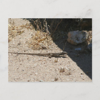 Lizard i Arizona-ökenvykort Vykort
