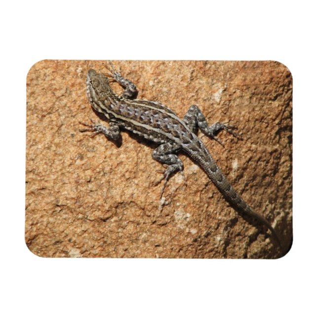 Lizard i sten magnet (Horisontell)