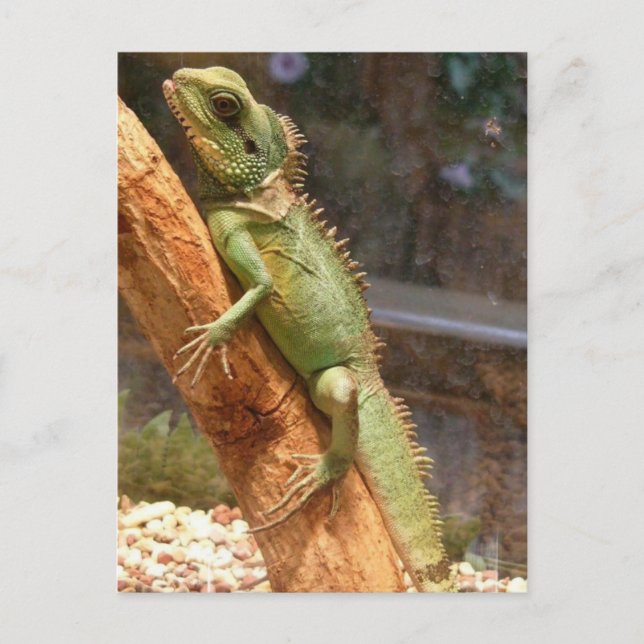 Lizard klättrar på ett vykort för Träd (Framsida)