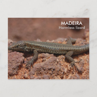 Lizard Madeira Vykort