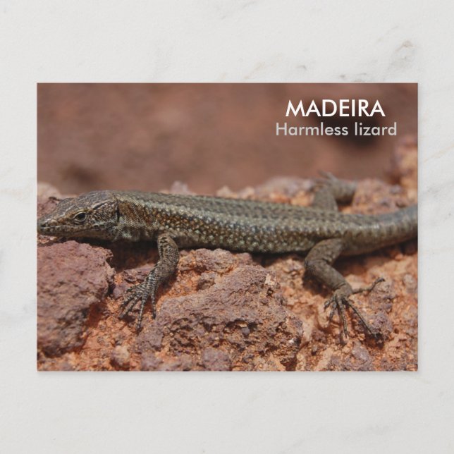 Lizard Madeira Vykort (Framsida)