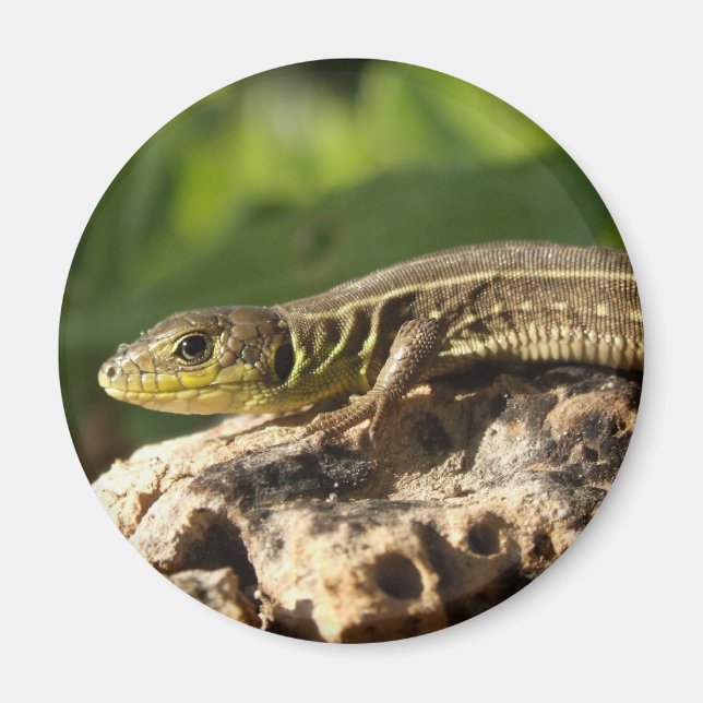 Lizard Magnet (Framsidan)