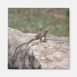 Lizard Magnet