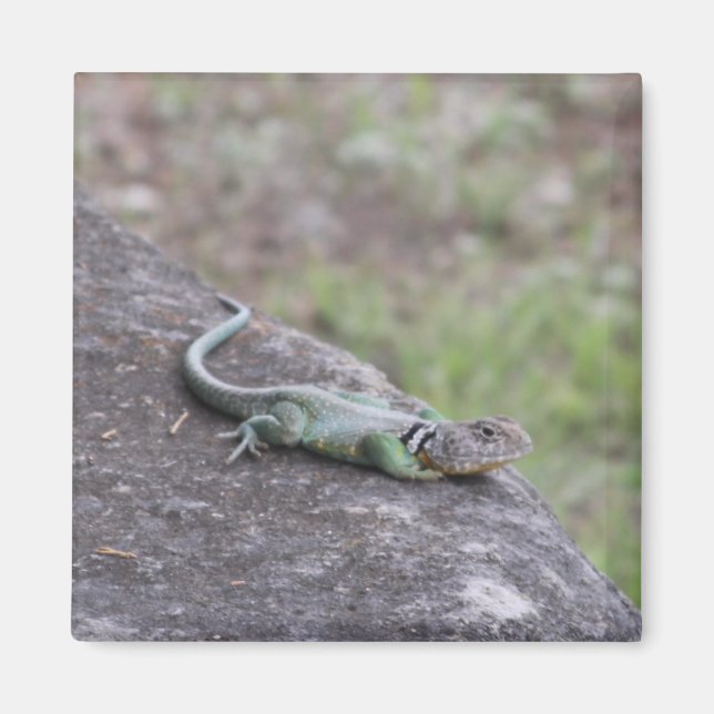 Lizard Magnet (Framsidan)