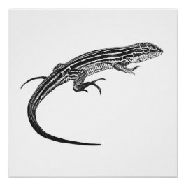 Lizard Monochrome Print Perfect Poster