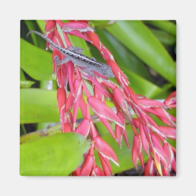 Lizard och Beauty Magnet (Framsidan)