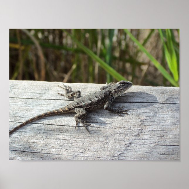 Lizard On Fence Poster (Framsidan)