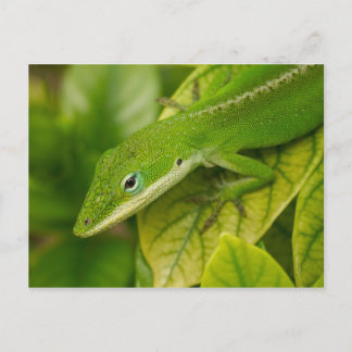 Lizard Postcard 01 Vykort