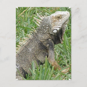 Lizard Postcard Vykort