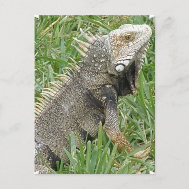 Lizard Postcard Vykort (Framsida)
