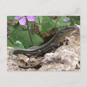 Lizard Postcard Vykort