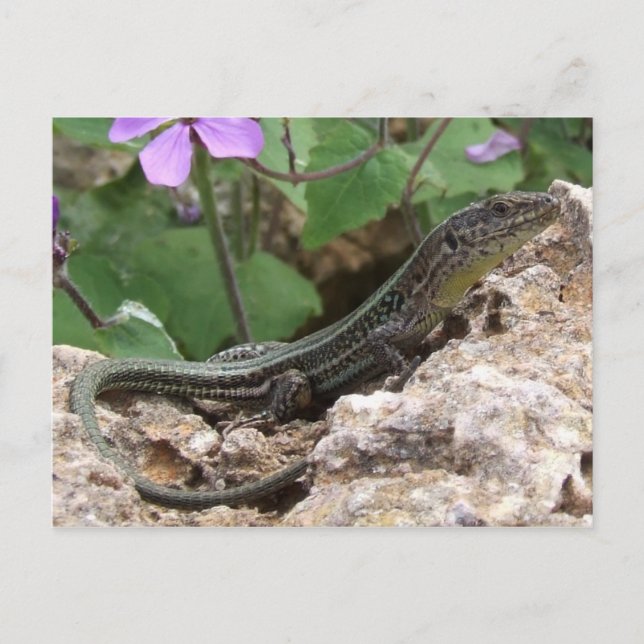 Lizard Postcard Vykort (Framsida)