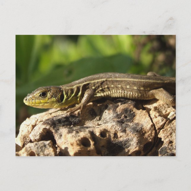 Lizard Postcard Vykort (Framsida)