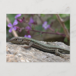 Lizard Postcard Vykort
