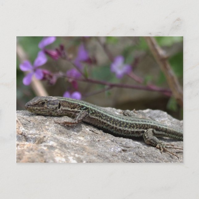 Lizard Postcard Vykort (Framsida)