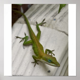 Lizard Poster