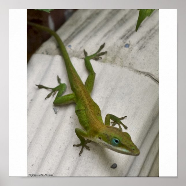 Lizard Poster (Framsidan)