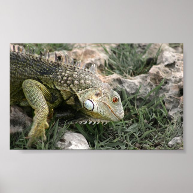 Lizard Poster (Framsidan)